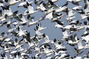 Snow Geese Takeoff