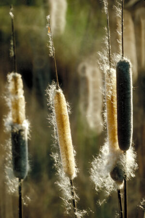Wind in the Cattails