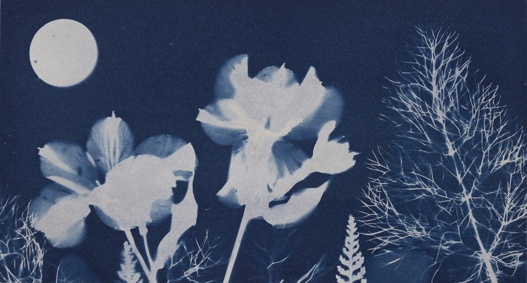 2026_2_Cyanotype Photograms_Sacramento CA-19