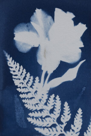 Hands-on Cyanotype Photograms