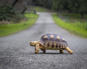Bailey Stanley - The Patient Traveler