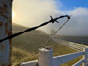 Eleanor Thornton -  Hopland Barrier