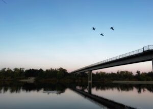 Zoe Overholt - Soaring Above