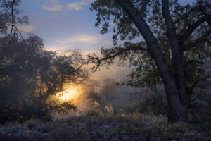 American River Sunrise 8