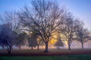 Morning Light 1