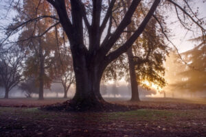Morning Light 3