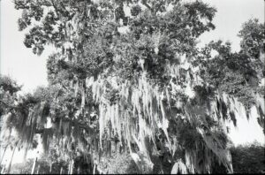 Strong Willed Strong Willow