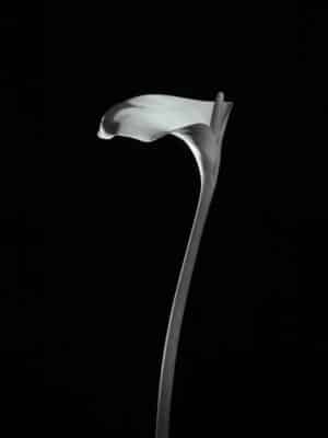 Ériger Calla Lily