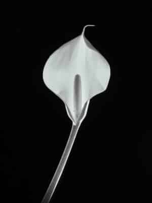 Chatte Calla Lily