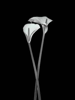 Faire L’amour Calla Lily