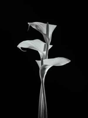 Plan à Trois Calla Lily