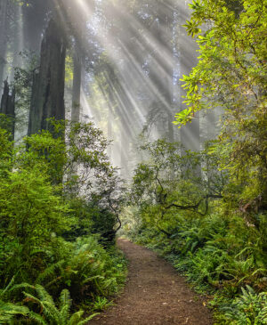 Damnation Trail Trinadad CA