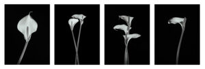 4-piece Calla Lily Set