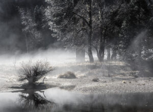 SCENT OF THE MORNING - YOSEMITE