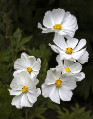 SIX WHITE DAHLIA'S