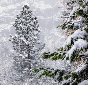 Snow on Trees - Yosemite