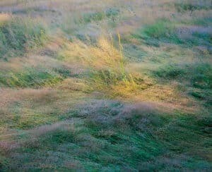 Fall Grasses, First Light
