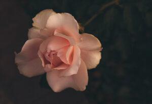 Unshaken
