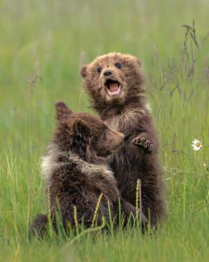 The Reluctant Sibling