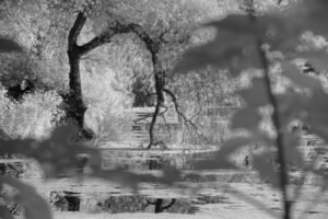 Avery Pond (Infrared)