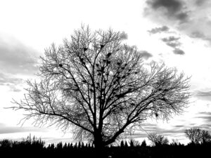 Nesting Tree