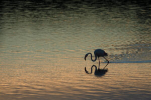 Flamingo Dawn