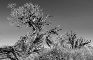 Desert Defiance