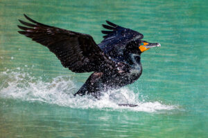 Splashdown