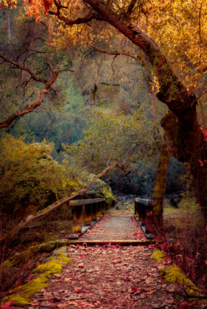 Bridge 2