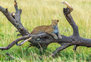 Serengeti Leopard