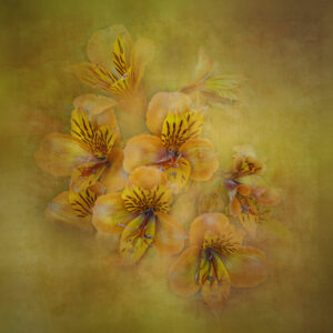 Alstromeria