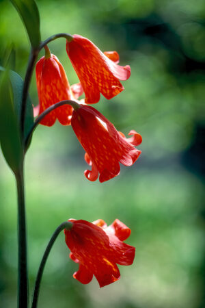 Scarlet Fritillary