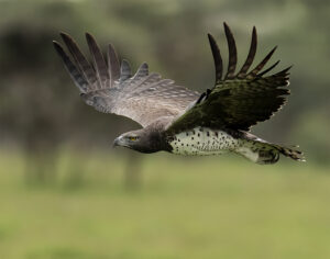 Martial Eagle