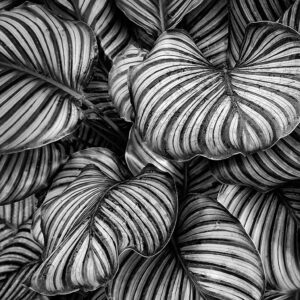 Calathea orbifolia