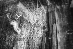 Deer Head and Skis