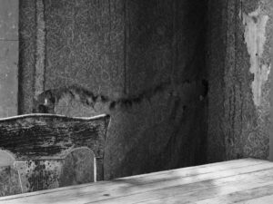 Stain Echoing Chair