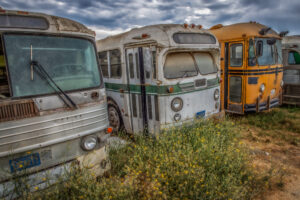 Beauty Among the Buses 14