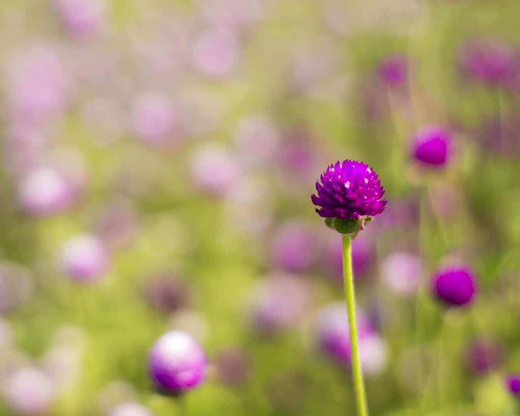 © Farrell Scott | Flower in Field