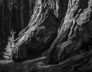 Aaron Vizzini - New Growth Beside Old Growth in a Sequoia Grove