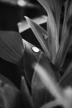 Ainsley Alsbury - Dew Drop #4