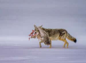 Brion Dunbar - Yellowstone Coyote with Signet Swan