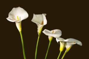 Catherine Wilcox-Titus - Calla Lilies