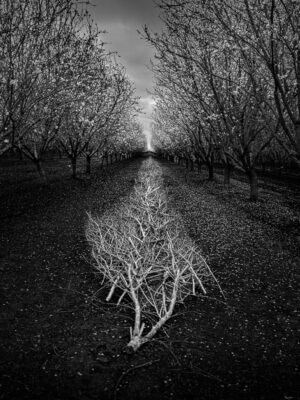 David Nasater - Silently the Tears Fell