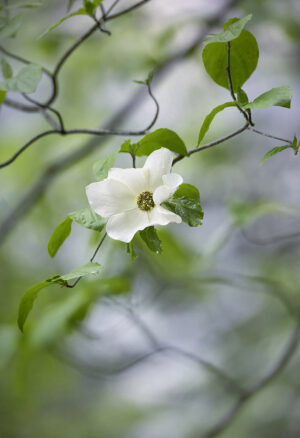 Franka Gabler - Dogwood After the Rain, Yosemite Valley
