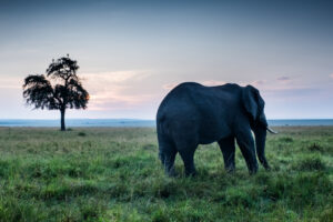 Glen Wilson - Maassai Sunrise #1
