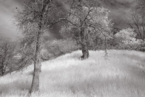 Judith Molle - Hillside Oaks - InfraRed