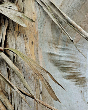 Keith Berger - Eucalyptus Bark #4