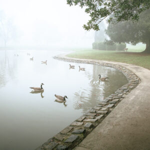 Mark Howell - Eleven Geese