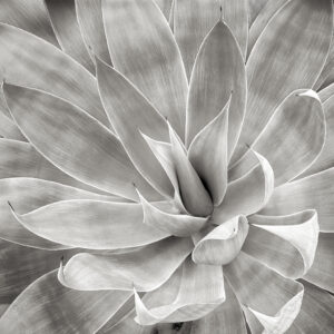 Steve Nieslony - Silver Agave