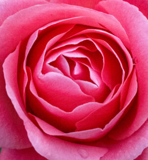 Susan Morino - Rose
